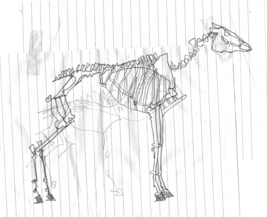 A sketch of a horse skeleton